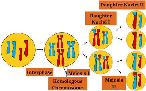 how many replicated chromosomes are in the original cell|meiosis dna replication example.